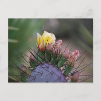 Carte Postale Prickly Pear Cactus