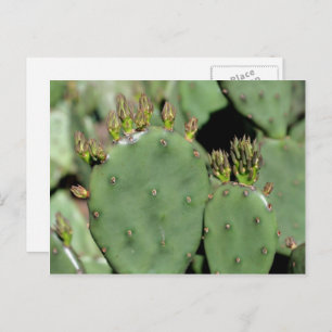 Carte Postale Prickly Pear Cactus Nature