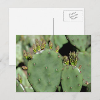 Carte Postale Prickly Pear Cactus Nature