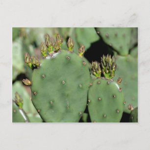Carte Postale Prickly Pear Cactus Nature