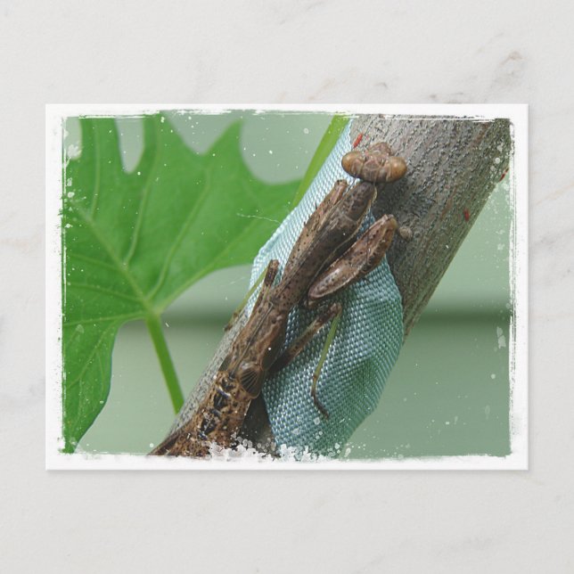 Carte Postale Prier Insecte Mantis (Devant)
