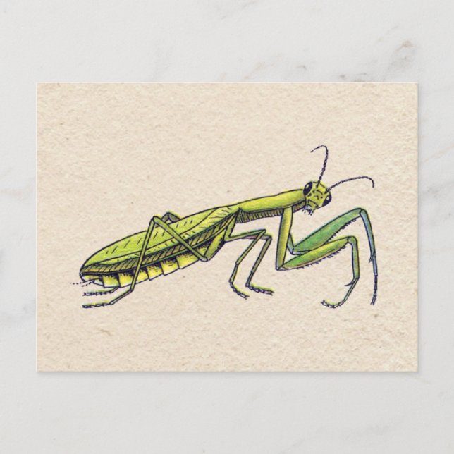 Carte Postale Prier Mantis (Devant)