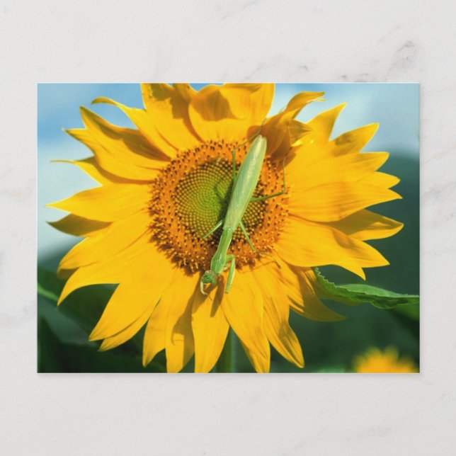 Carte Postale Prier Mantis dans un tournesol (Devant)