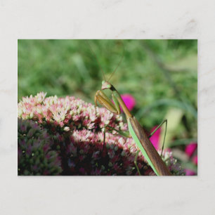Carte Postale Prier Mantis Nature Photocard Postcard