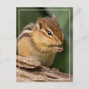 Carte Postale Prière Chipmunk