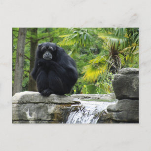 Carte Postale Primate et cascade