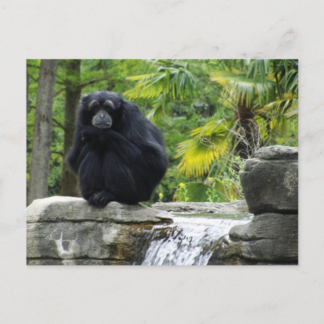 Carte Postale Primate et cascade (Devant)