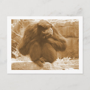 Carte Postale Primate pensif