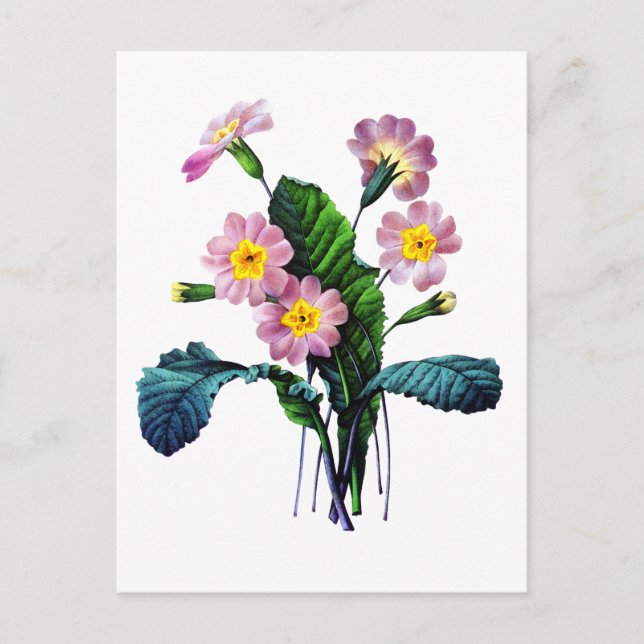 Carte Postale Primevere ou Primroses par Pierre Joseph Redoute (Devant)