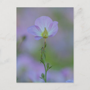 Carte Postale Primevère pourpre