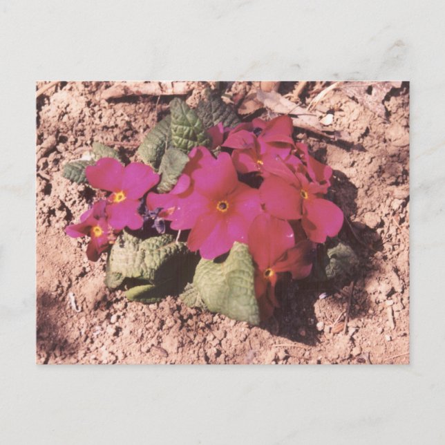 Carte Postale Primrose (Devant)