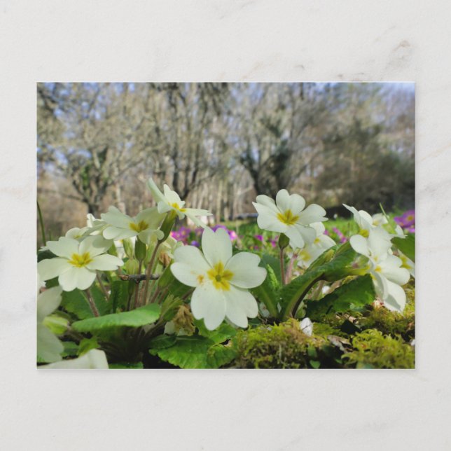 Carte postale Primrose (Devant)