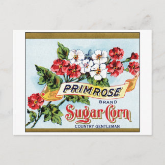 Carte Postale Primrose Maïs Sucre Annonce Vintage
