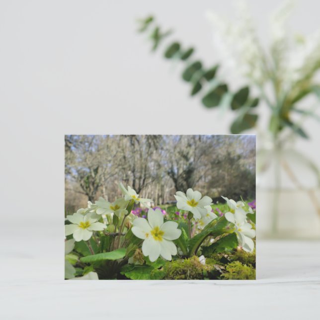Carte Postale Primrose (Primula vulgaris) (Debout devant)
