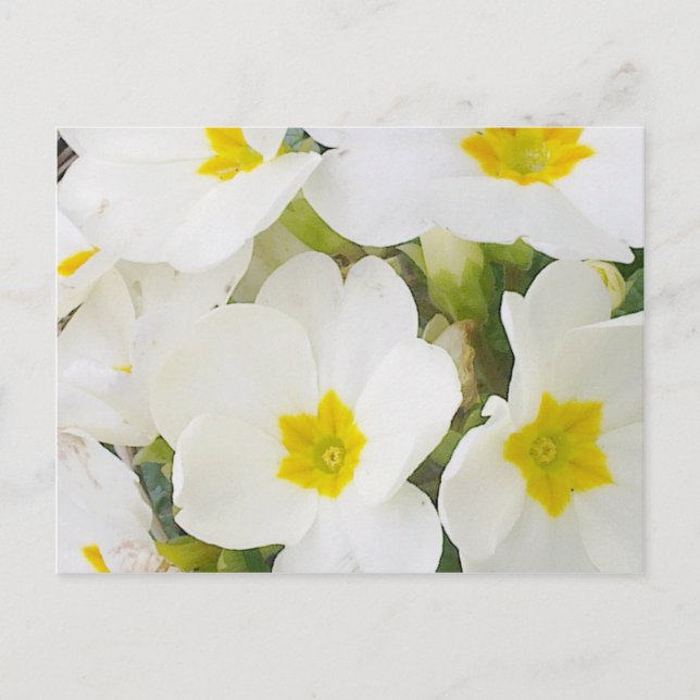 Carte postale Primroses blanches (Devant)