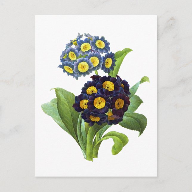 Carte Postale Primula Auriculum - Cowslip - Pierre Joseph Redout (Devant)