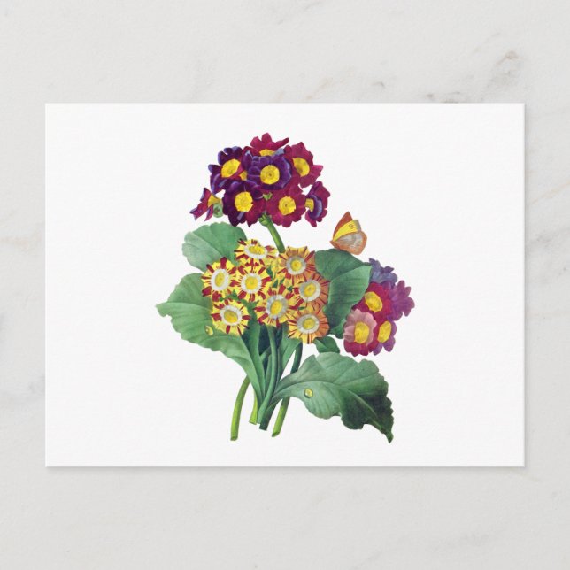 Carte Postale Primula Auriculum - Cowslip - Pierre Joseph Redout (Devant)