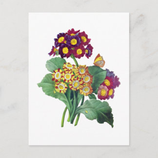 Carte Postale Primula Auriculum - Cowslip - Pierre Joseph Redout