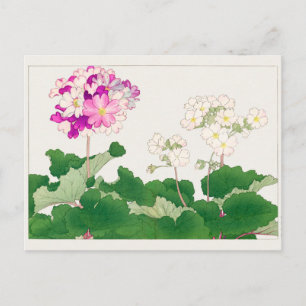 Carte Postale Primula par Tanigami Konan