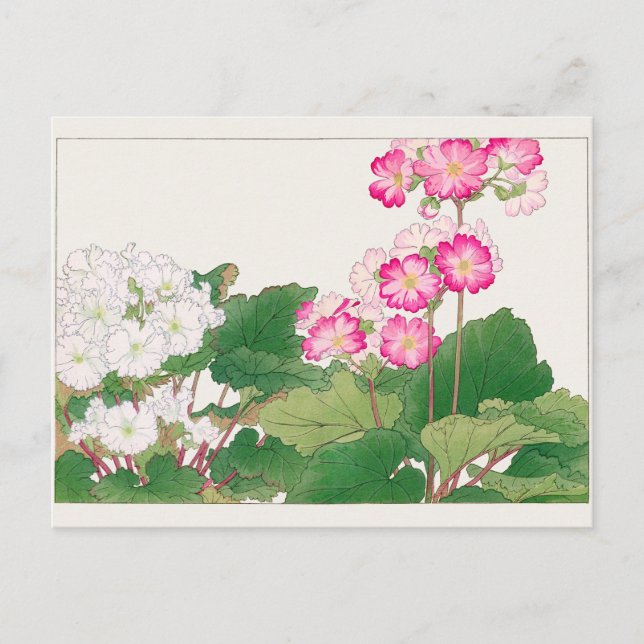Carte Postale Primula par Tanigami Konan (Devant)