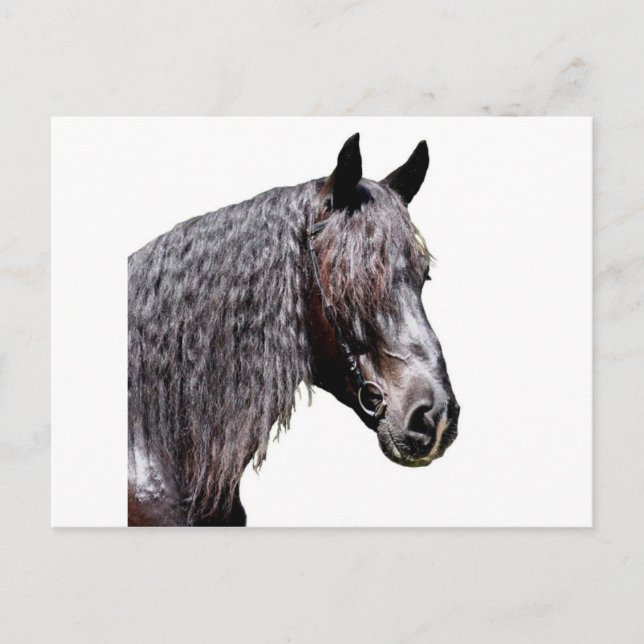 Carte Postale Prince (Devant)