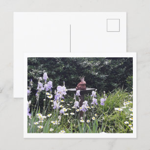 Carte Postale Prince Grenouille romantique et fleurs