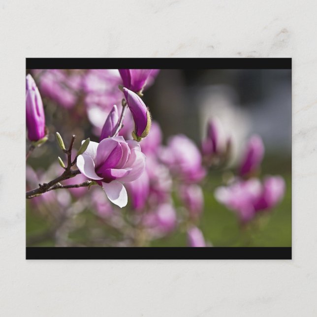 Carte Postale Princeton Purple Tree Flower (Devant)