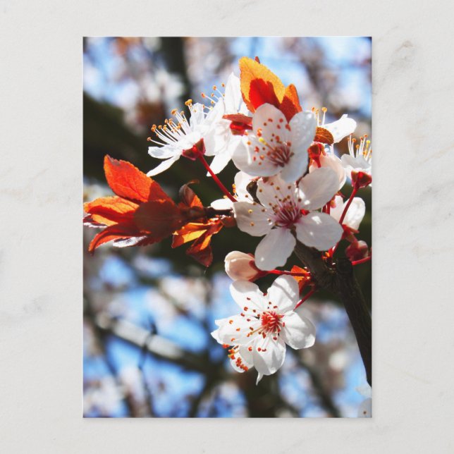 Carte Postale Printemps (Devant)