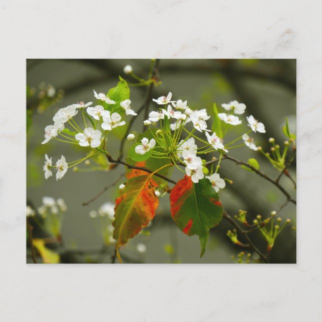 Carte Postale Printemps (Devant)