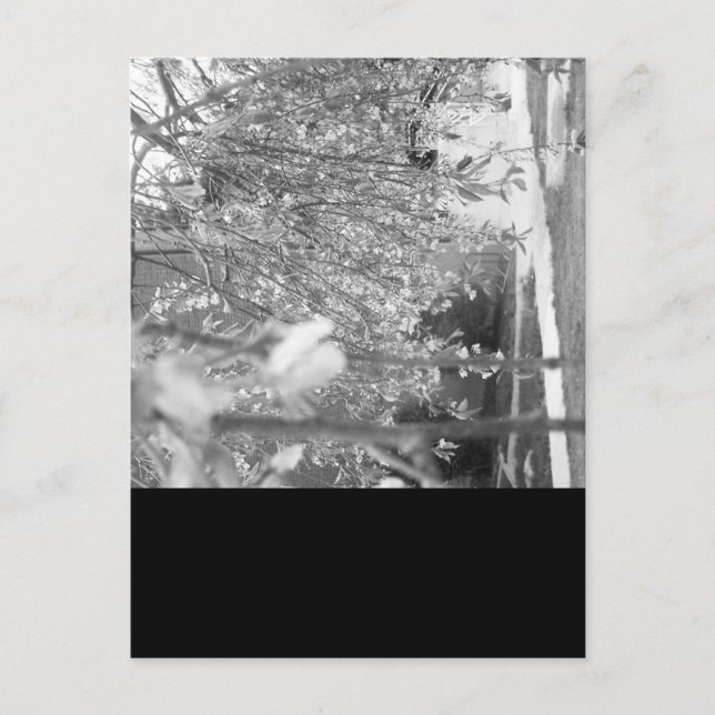 Carte Postale Printemps (Devant)