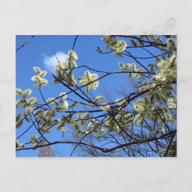 Carte Postale Printemps (Devant)