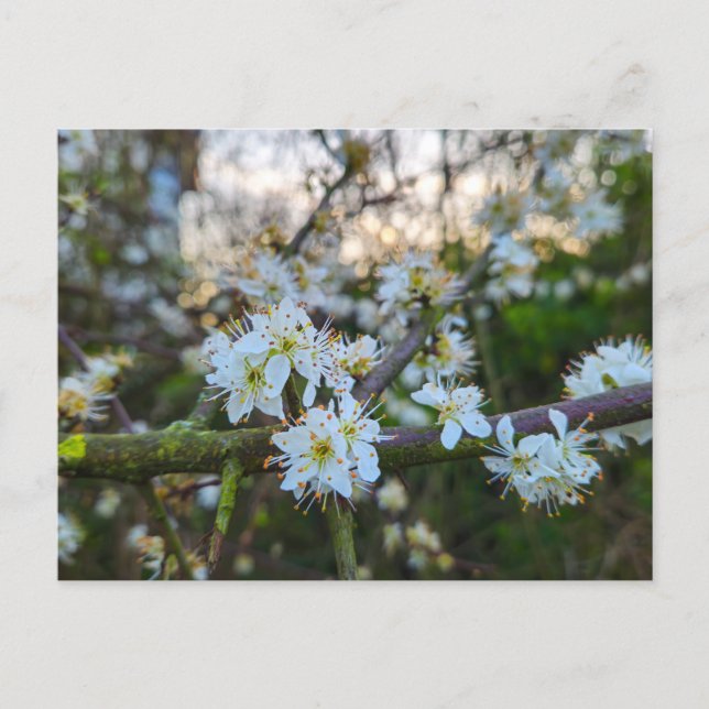 Carte Postale Printemps  (Devant)