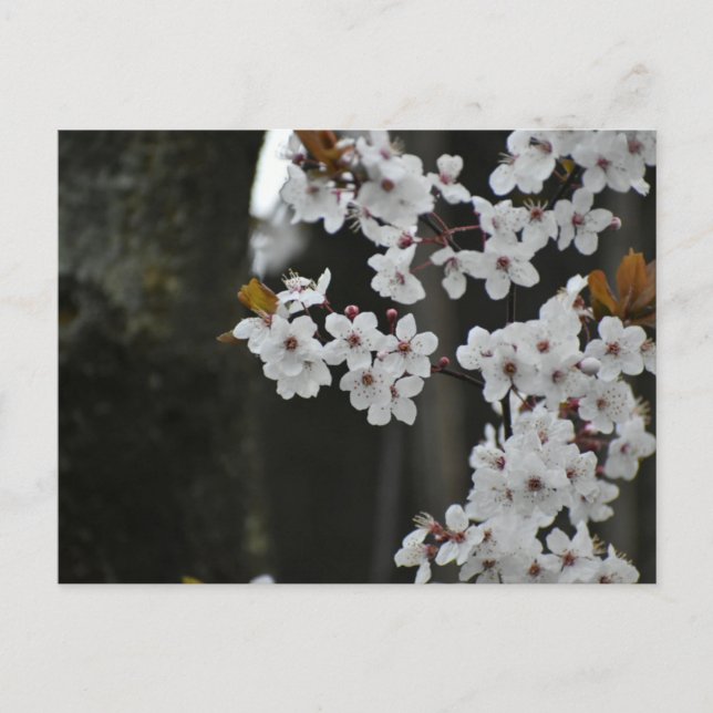 Carte Postale Printemps  (Devant)