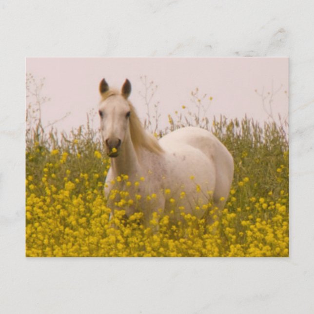 Carte Postale Printemps (Devant)