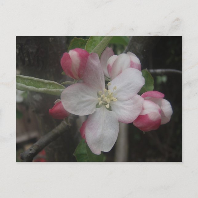 Carte Postale Printemps 2009 029 (Devant)