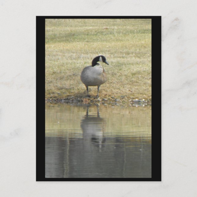 Carte Postale ~ Printemps 71 ~ (Devant)