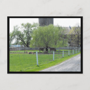 Carte Postale ~ Printemps dans le comté de Lancaster ~ 36