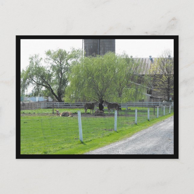 Carte Postale ~ Printemps dans le comté de Lancaster ~ 36 (Devant)