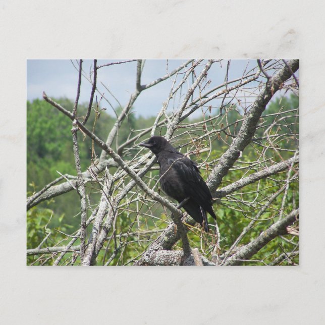 Carte Postale Printemps Dans Le Maine (Devant)