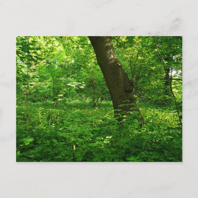 Carte Postale Printemps dans les bois (Devant)