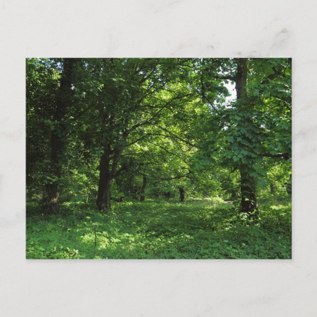 Carte Postale Printemps dans les bois 01 (Devant)