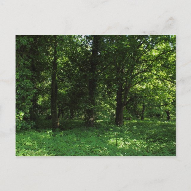 Carte Postale Printemps dans les bois 02 (Devant)