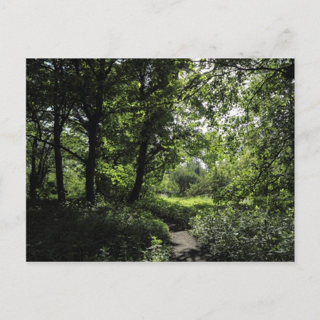 Carte Postale Printemps dans les bois 03 (Devant)