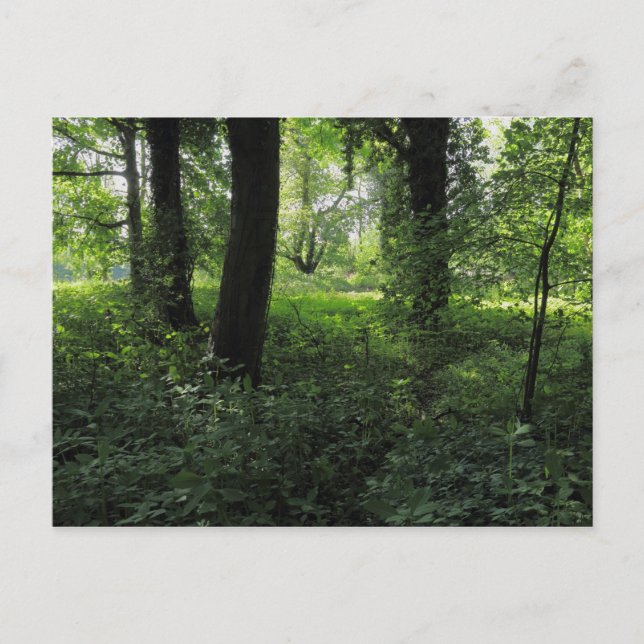 Carte Postale Printemps dans les bois 04 (Devant)
