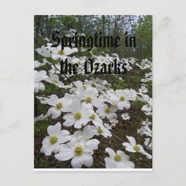 Carte Postale Printemps dans les Ozarks (Devant)