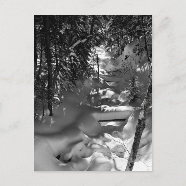 Carte postale Printemps de l'érable - 1 (Devant)