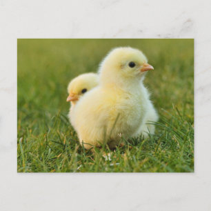 Carte postale Printemps de Pâques Chicks