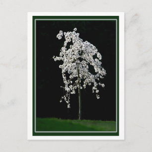 Carte Postale Printemps en fleurs