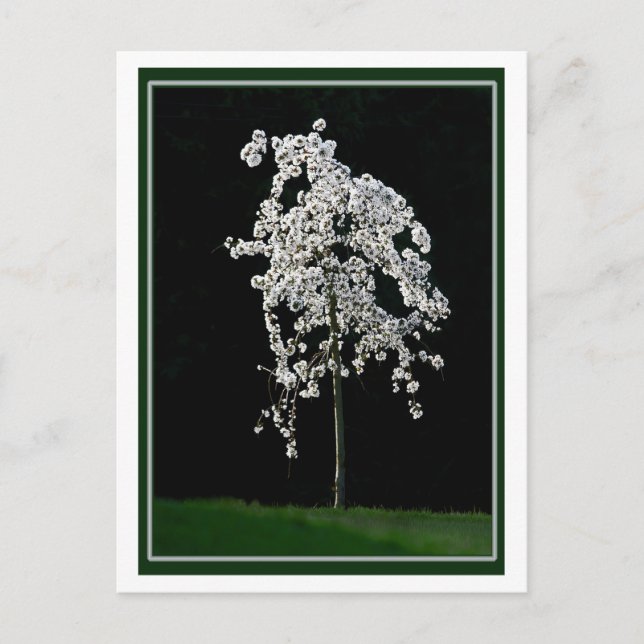 Carte Postale Printemps en fleurs (Devant)