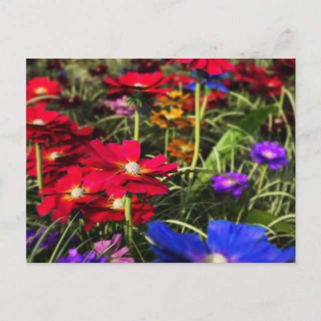 Carte postale Printemps Iridescente (Devant)